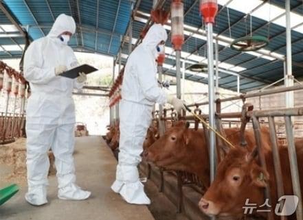 본문 이미지 - 구제역 백신 일제 접종(충북도 제공. 재판매 및 DB금지)(사진은 기사 내용과 무관함) ⓒ 뉴스1