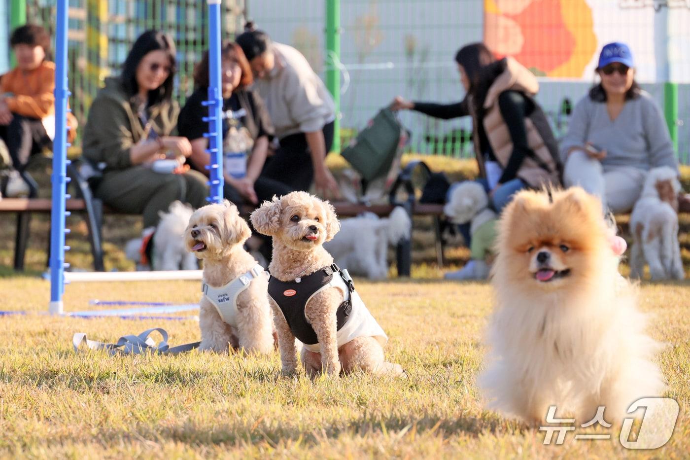 본문 이미지 - 전북 임실군 오수의견 국민여가 캠핑장이 개장 1년도 채 되지 않아 가시적인 운영성과를 거두며 빠르게 자리매김하고 있다.(임실군제공, 재판매 및 DB금지)2026.2.23/뉴스1