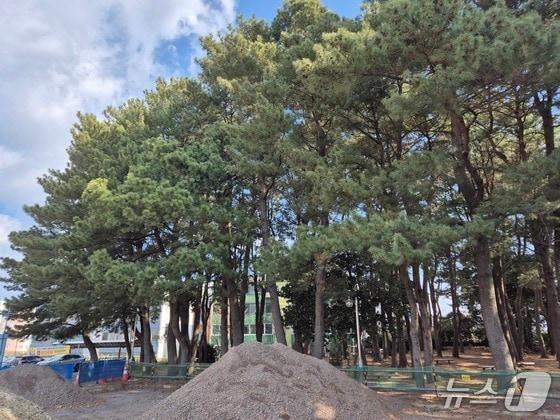 본문 이미지 -  서귀포시 도시우회도로 2구간 공사현장 내 솔숲./뉴스1 