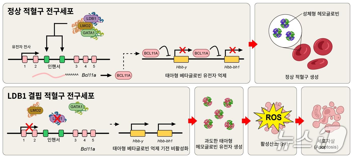 본문 이미지 - 정상 적혈구 전구세포와 Ldb1 결핍 적혈구 전구세포 간 적혈구 분화 과정의 비교(전태훈 고려대학교 교수 제공) /뉴스1