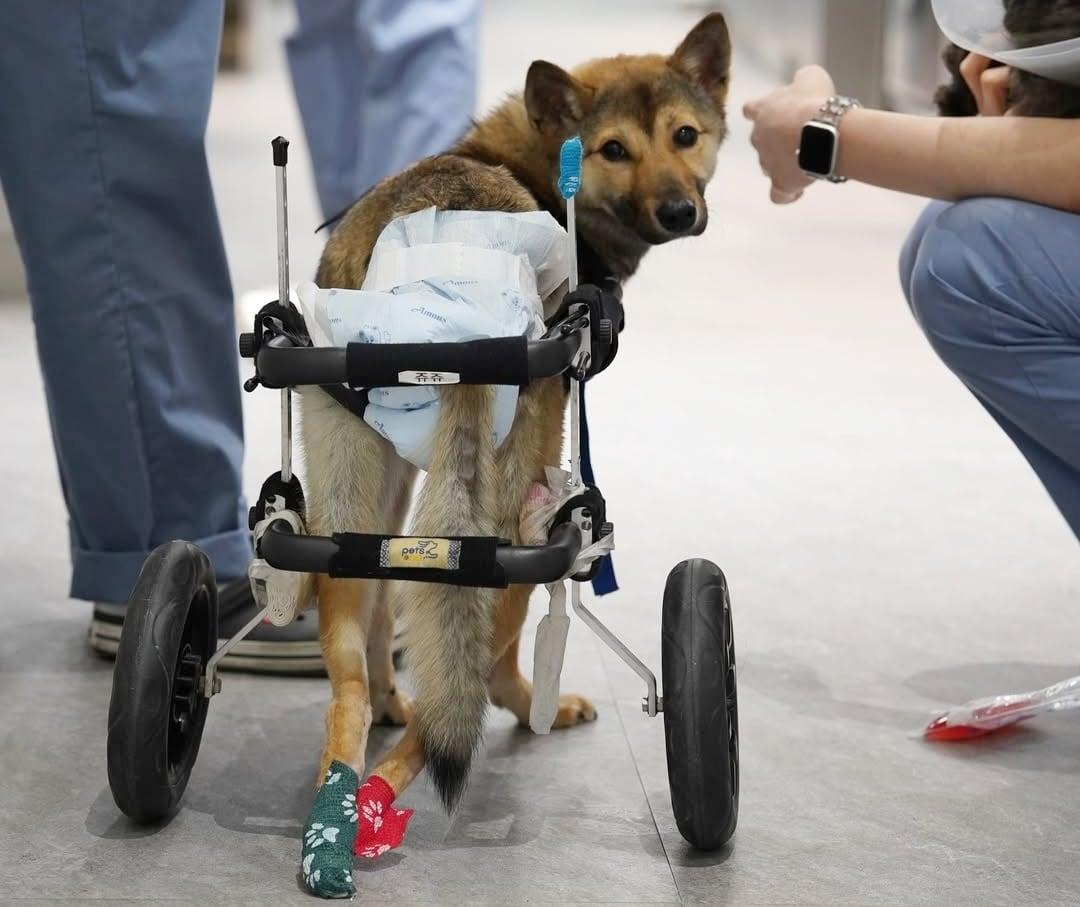 본문 이미지 - 넬동물의료센터 내 정형외과 특화 동물병원 바르고바르개에서 척추 골절 수술과 재활치료를 받은 반려견(바르고바르개 제공) ⓒ 뉴스1