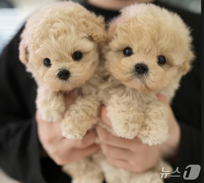 본문 이미지 - 반려동물.(충북도 제공. 재판매 및 DB금지)(사진은 기사 내용과 무관함) ⓒ 뉴스1