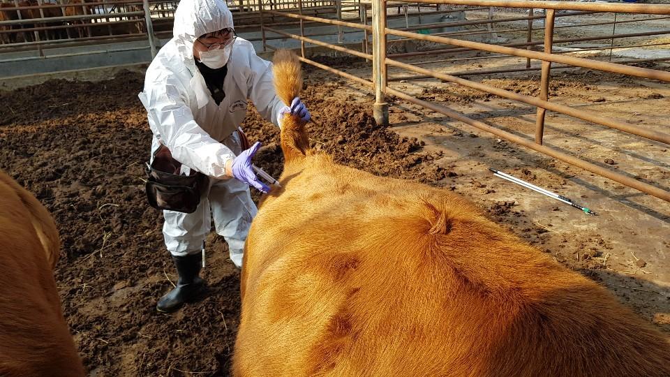 본문 이미지 - 세종시 구제역 백신 접종. (세종시 제공. 재판매 및 DB 금지)