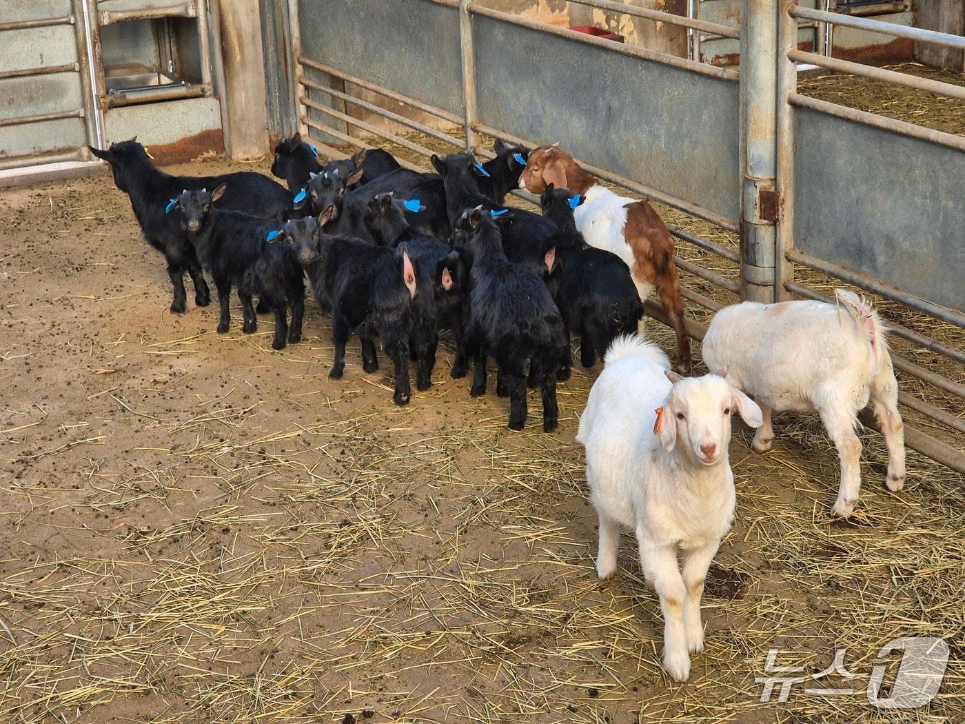 본문 이미지 - 농림축산식품부는 국내 염소산업 경쟁력 강화를 위한 ‘염소산업 발전대책’을 발표했다. (농식품부 제공)/ 2026.2.24/