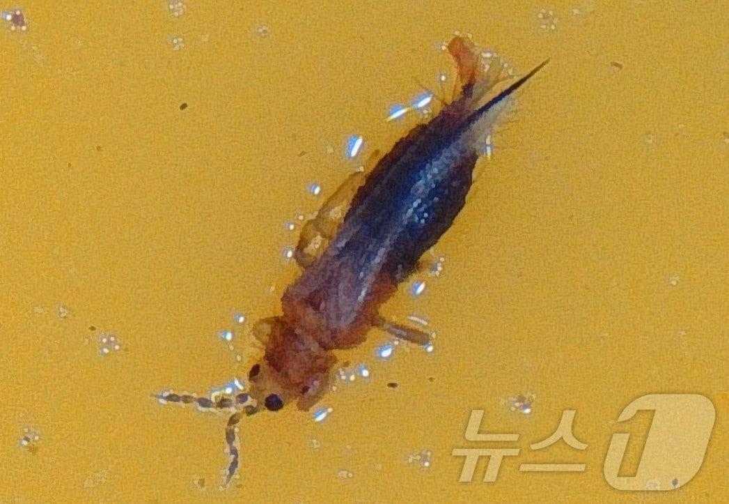 본문 이미지 - 경북농업기술원은 24일 북부지역 고추 주산지 육묘 농가를 조사한 결과, 칼라병(토마토반점위조바이러스, TSWV)을 옮기는 총채벌레 발생이 확인됐다.사진은 총채벌레와 성충 /뉴스1