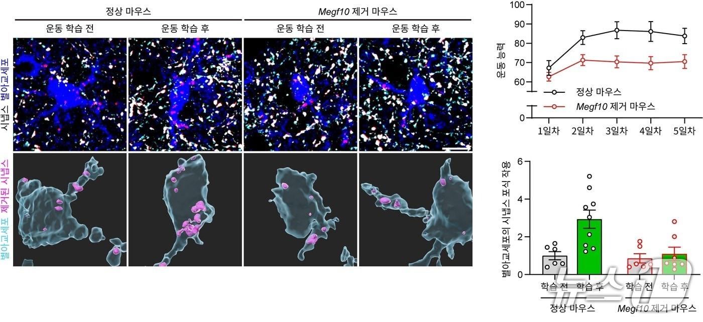 본문 이미지 - 운동 학습 전후의 별아교세포에 의한 시냅스 제거 모습. (IBS 제공. 재판매 및 DB금지) 2026.2.24/뉴스1
