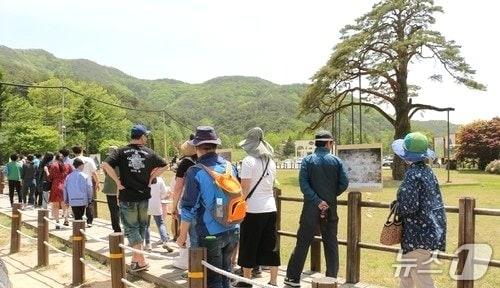 본문 이미지 - 보은 정이품송을 찾은 관광객들 (보은군 제공. 재판매 및 DB금지) /뉴스1