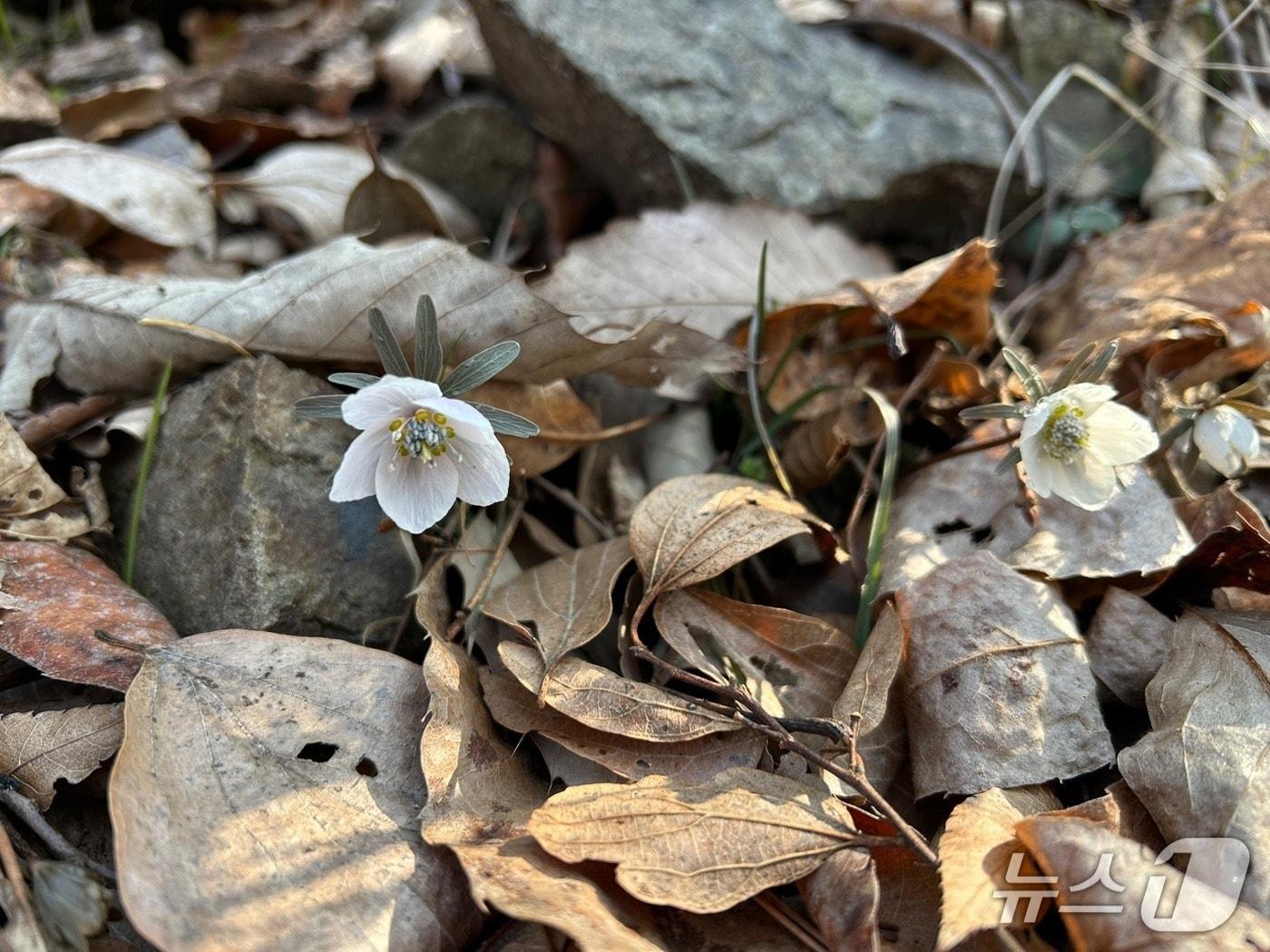 본문 이미지 - 전북 부안 변산반도국립공원에 활짝 핀 '변산바람꽃'.(변산반도국립공원 제공. 재판매 및 DB 금지)