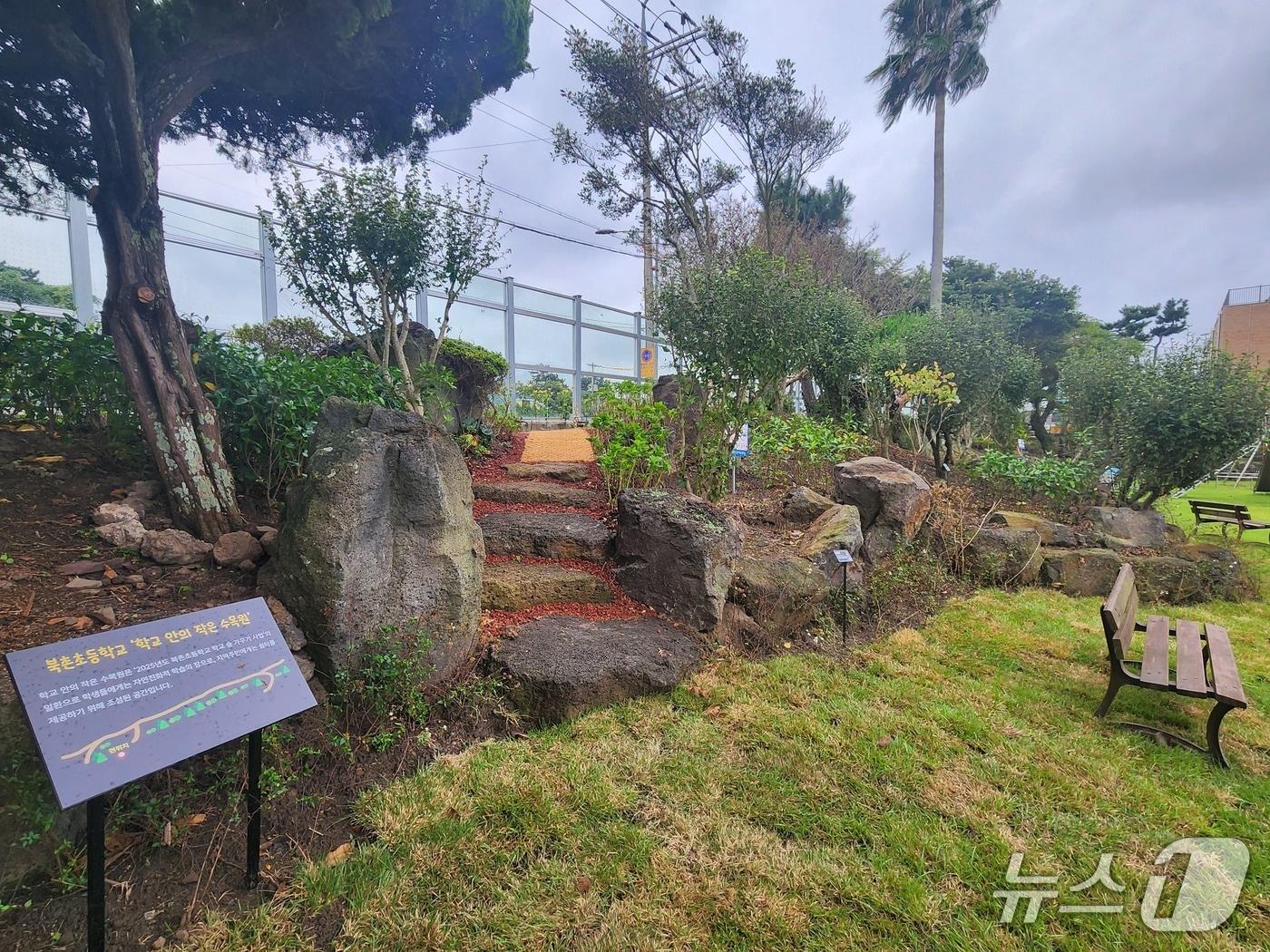 본문 이미지 - 제주 북촌초 학교 숲./뉴스1 