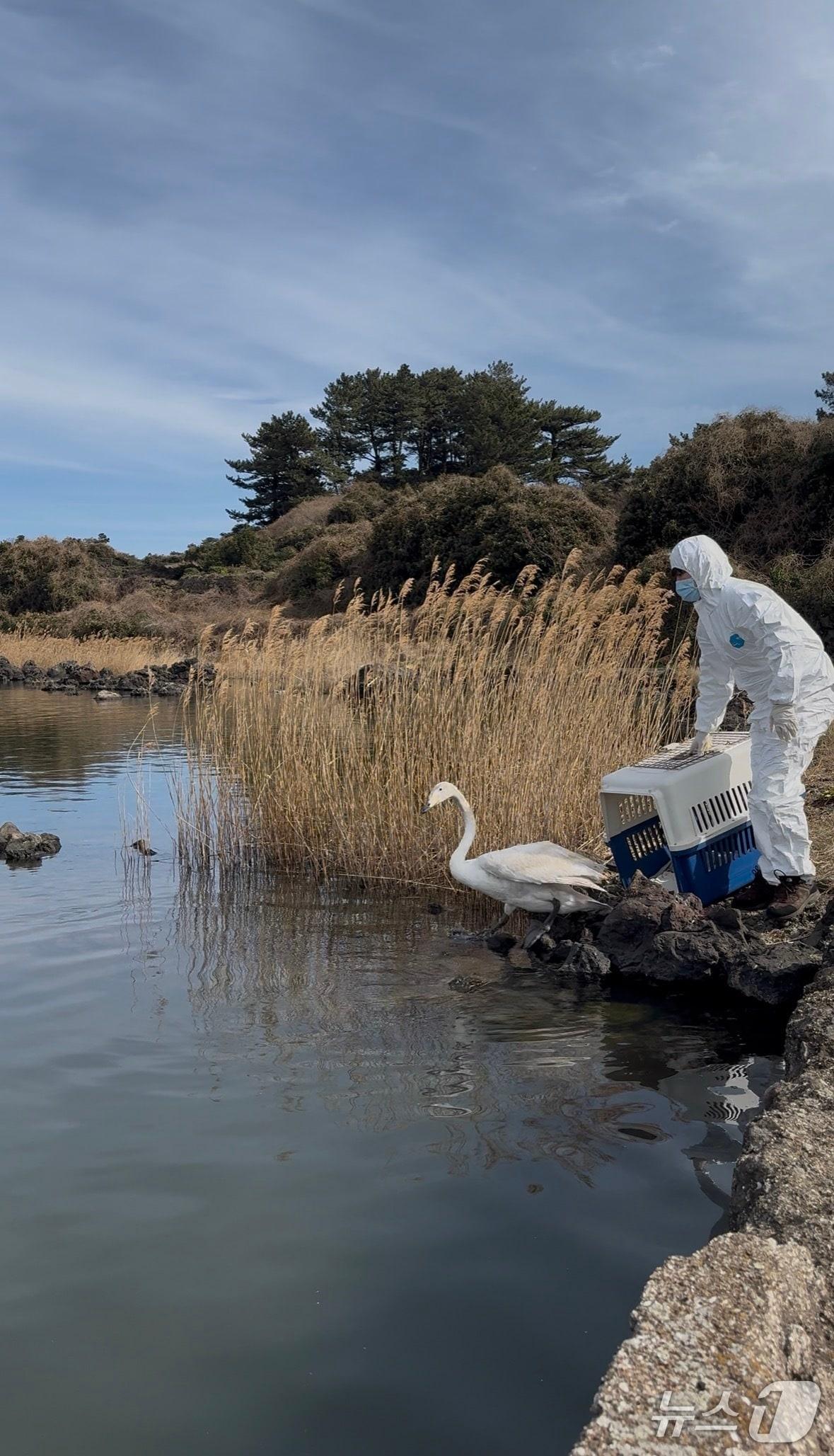 본문 이미지 - 서식지에 방사되는 큰고니(제주소방안전본부 제공. 재판매 및 DB금지)/뉴스1