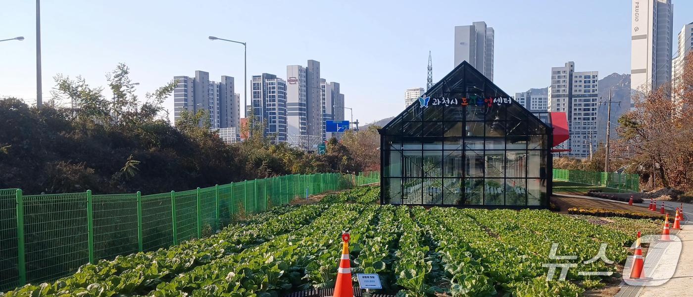본문 이미지 - 도시농업 텃밭.(과천시 제공)