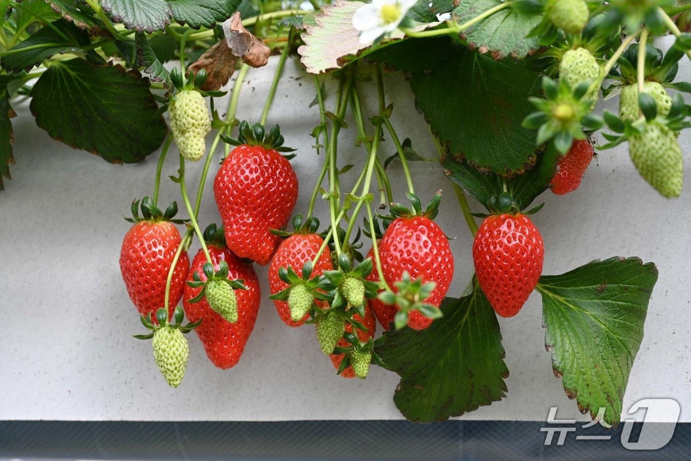 본문 이미지 -  홍성 딸기. / 뉴스1