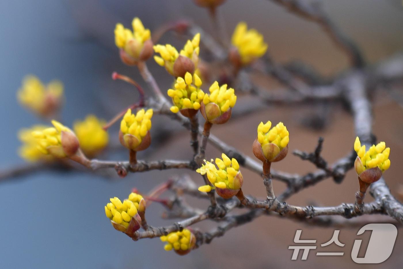 본문 이미지 - 25일 경북 포항시 남구 철길 숲 도로 인근에서 산수유가 꽃망울을 터뜨리고 있다. 2026.2.25 ⓒ 뉴스1 최창호 기자