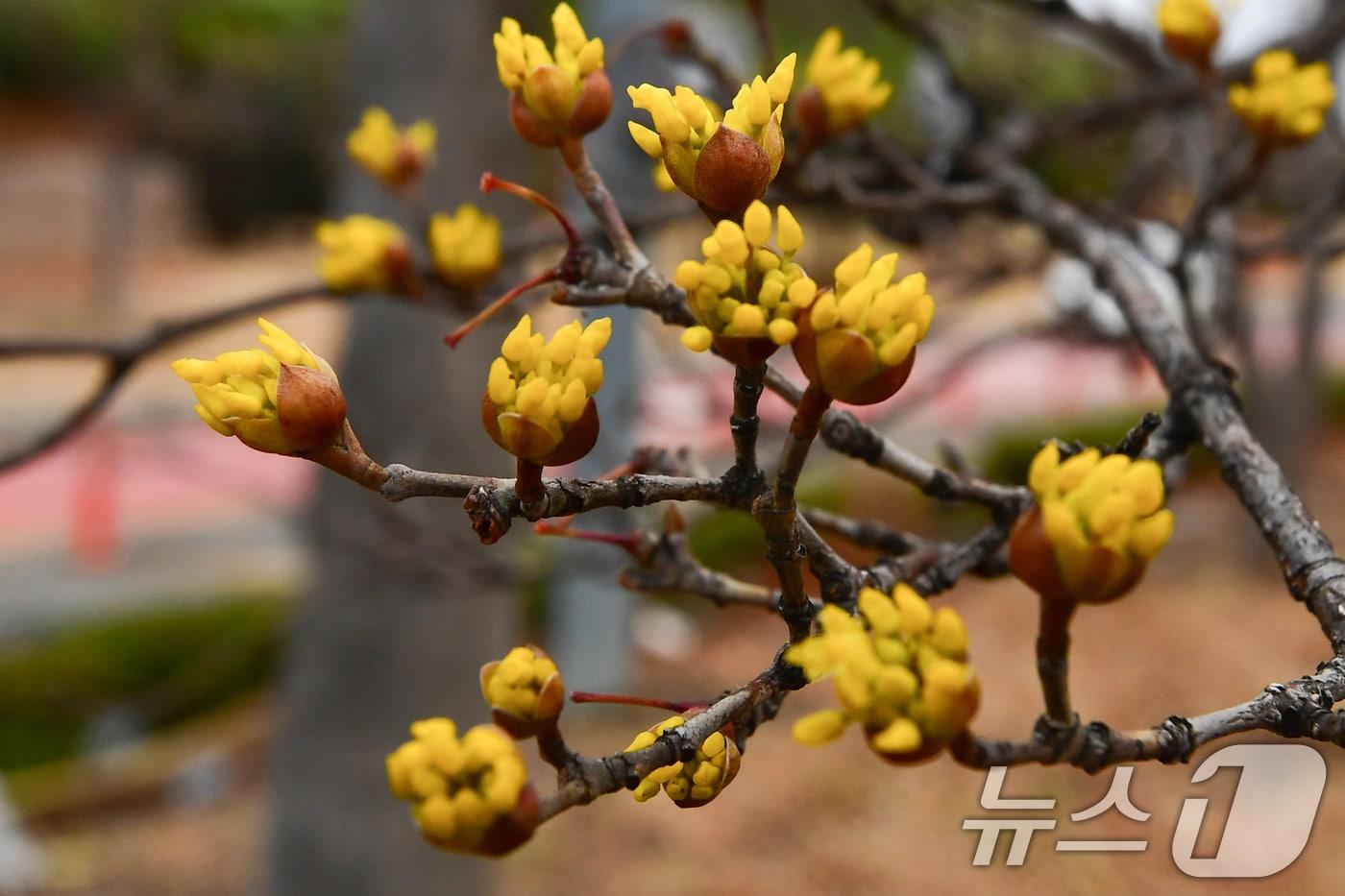본문 이미지 - 25일 경북 포항시 남구 철길숲 도로 인근에 산수유가 노란 꽃망울을 터트렸다.2026.2.25 ⓒ 뉴스1 최창호 기자