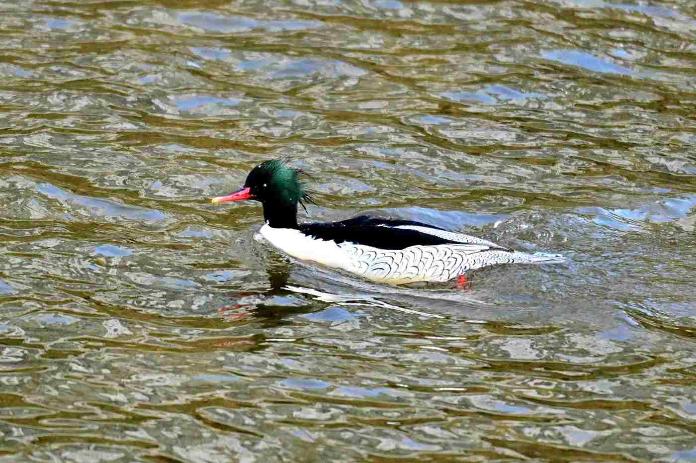 본문 이미지 - 중랑천-청계천 합류부에서 발견된 호사비오리 수컷(성동구 제공)