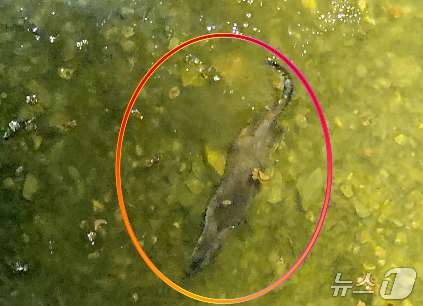 본문 이미지 - 충북 괴산군 주민의 도심 휴식처인 동진천에 멸종위기 야생생물 1급이자 천연기념물 330호 '수달'이 모습을 드러냈다.(괴산군 제공, 재판매 및 DB금지)/뉴스1