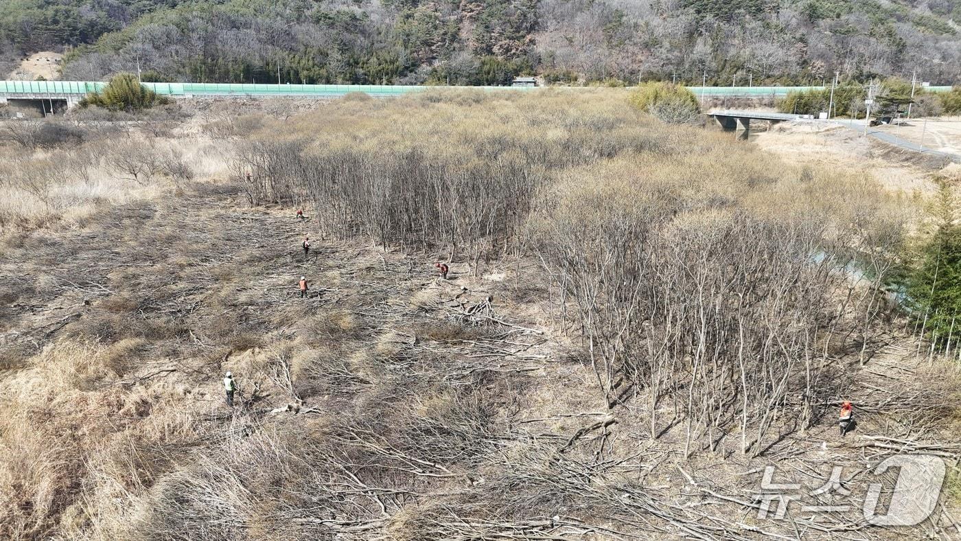본문 이미지 - 남강댐 저수지의 바들류(남강댐지사 제공. 재판매 및 DB금지).