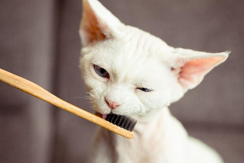 본문 이미지 - 최근 덴탈 제품 등 '개·고양이 겸용' 제품 사용 후 고양이가 급성 중독 증상을 보였다는 사례가 알려지면서 에센셜 오일 등 허브·식물 추출물 성분에 대한 보호자들의 주의가 요구된다(클립아트코리아, 사진은 기사 내용과 무관함). ⓒ 뉴스1