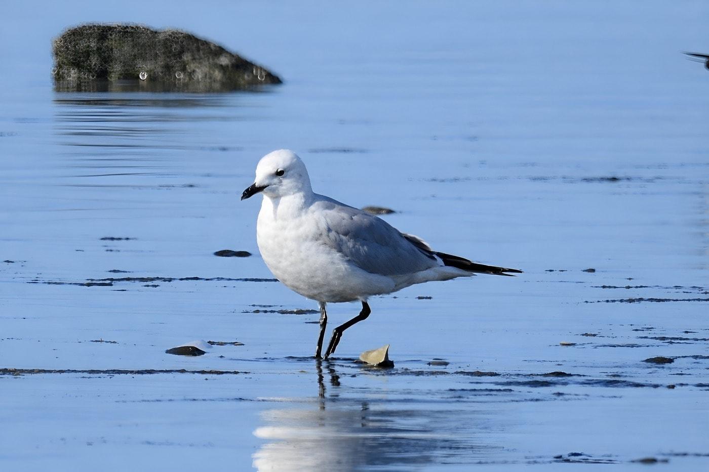 본문 이미지 - 서천 월포갯벌서 촬영한 고대갈매기.(서천지속협 제공. 재판매 및 DB금지)/뉴스1