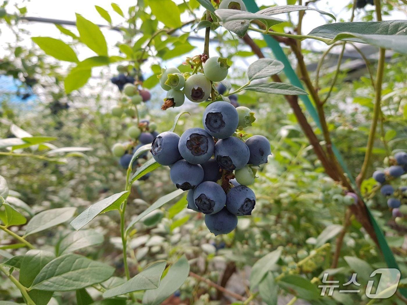 본문 이미지 - 곡성군  올해 첫 블루베리 수확(곡성군 제공)