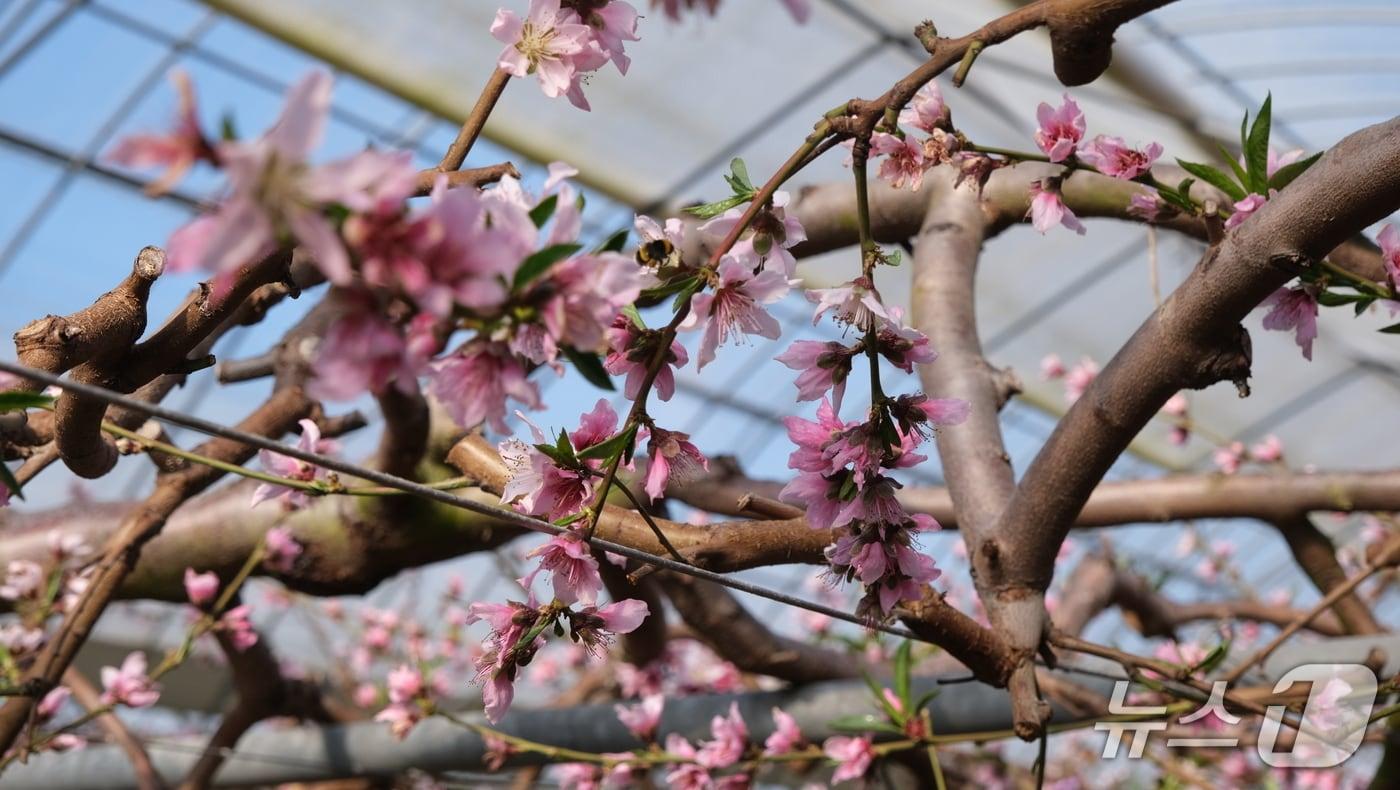 본문 이미지 - 영동군 황간면 금계리 박정기 씨 농가의 시설하우스 내 복숭아나무가 이달 초순부터 붉은색 꽃송이를 터트리기 시작했다. (영동군 제공. 재판매 및 DB금지) /뉴스1