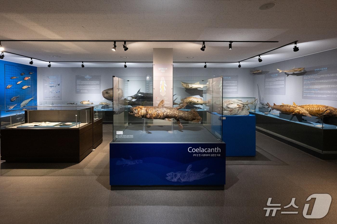 본문 이미지 - 국립부경대 박물관에서 내달 3일부터 8월 31일까지 열리는 '지층 속 과거, 바닷속 현재 실러캔스' 테마전. (국립부경대 제공. 재판매 및 DB 금지)