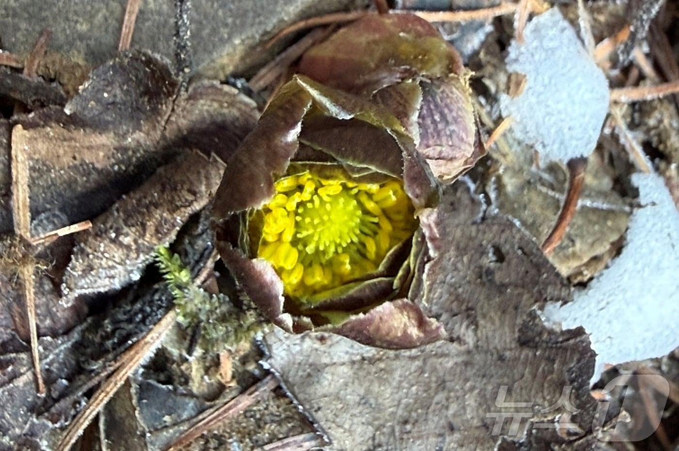 본문 이미지 - 충북 증평군 좌구산휴양림에서 꽃망을 터뜨린 복수초.(증평군 제공. 재판매 및 DB금지)/뉴스1