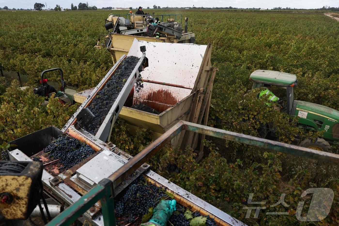 본문 이미지 - 미국 캘리포니아 로디의 센트럴 밸리 포도밭에서 수확 작업이 진행 중이다. 2025.10.19. ⓒ 뉴스1 ⓒ AFP=뉴스1