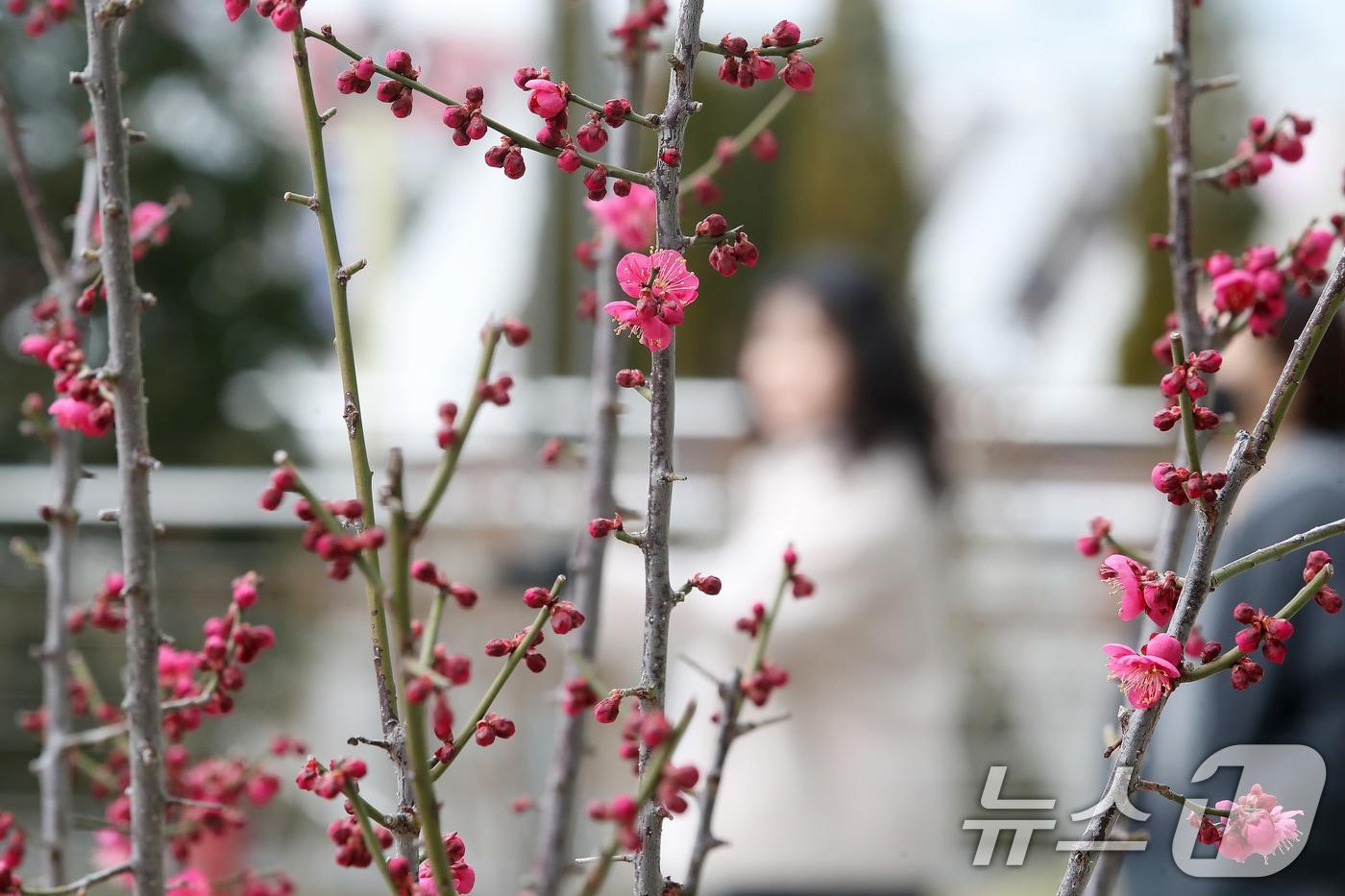 본문 이미지 - 26일 대구 도심에서 빨갛게 꽃망울을 터뜨린 홍매화가 봄소식을 전하고 있다. 2026.2.26 ⓒ 뉴스1 공정식 기자