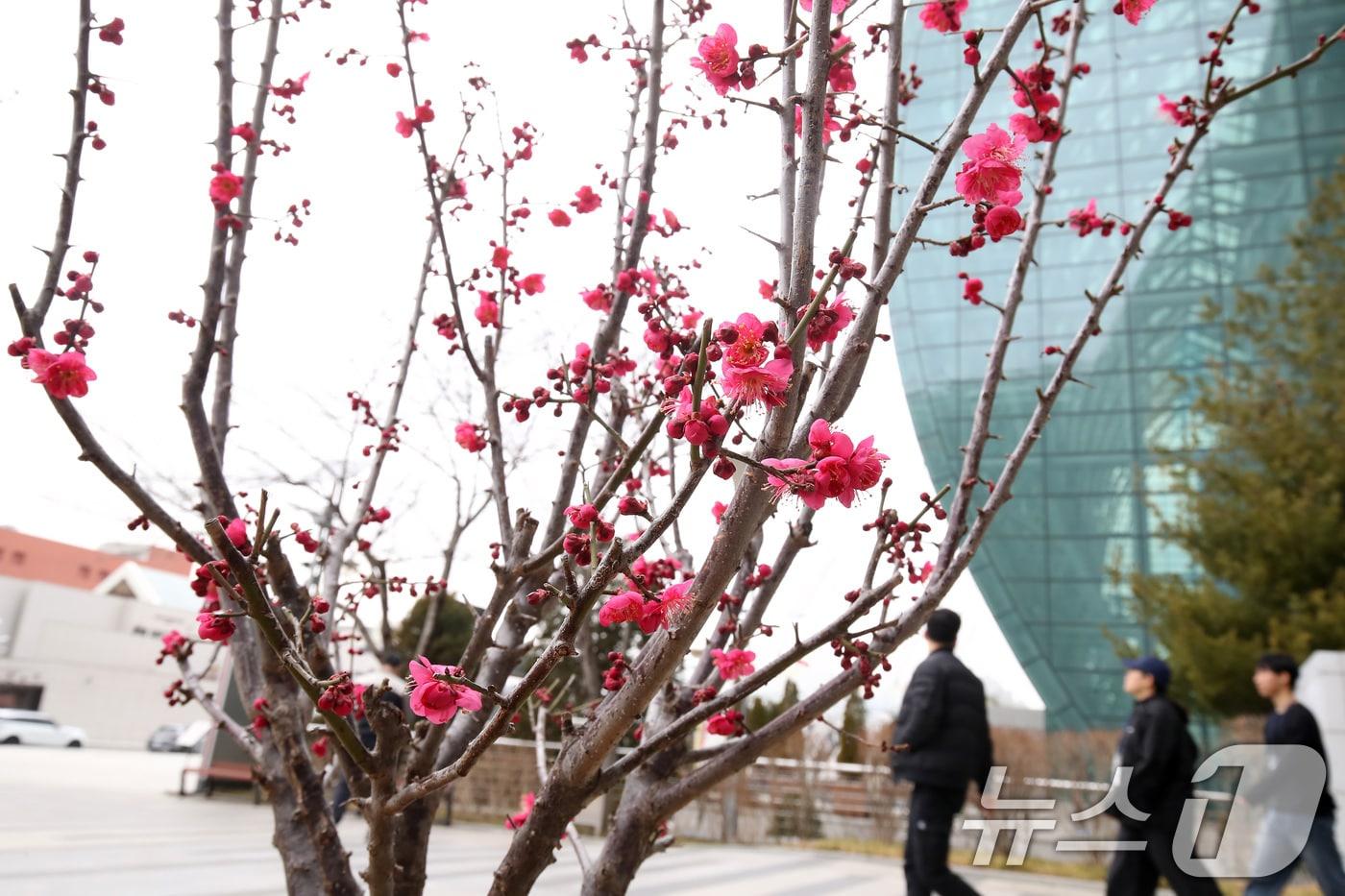 본문 이미지 - 26일 대구 도심에서 빨갛게 꽃망울을 터뜨린 홍매화가 봄소식을 전하고 있다. 2026.2.26 ⓒ 뉴스1 공정식 기자