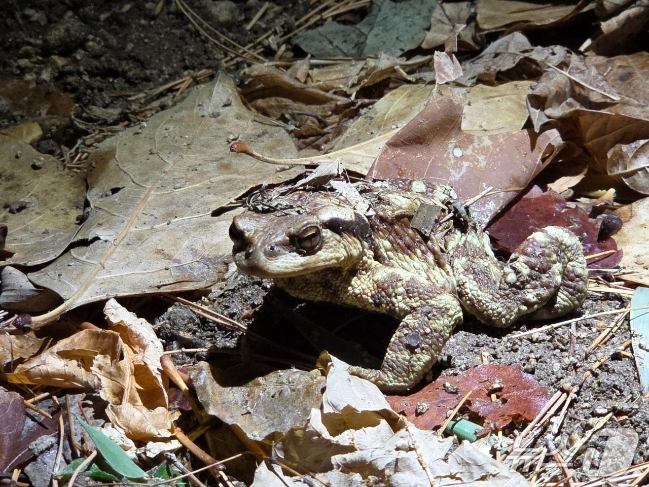 본문 이미지 - 대구 수성구 욱수산에서 망월지로 이동하고 있는 성체 두꺼비.(대구 수성구 제공.재판매 및 DB 금지)