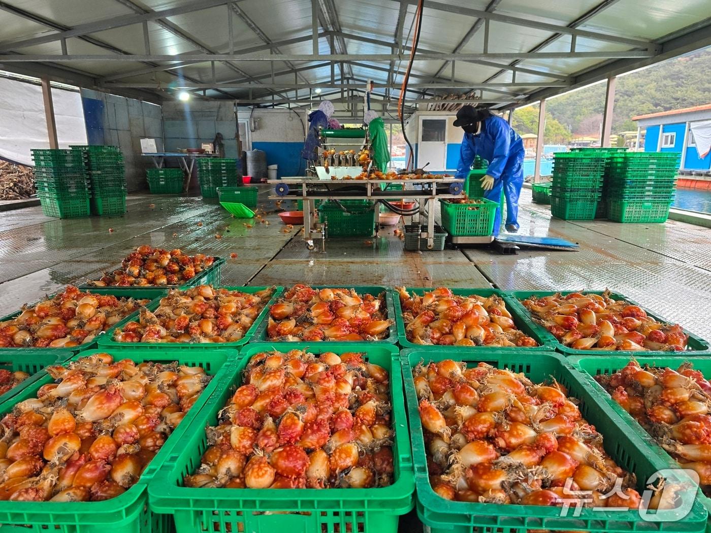 본문 이미지 - 26일 멍게수협 위판장에서 올해 첫 경매가 이뤄지고 있다.(멍게수협 제공. 재판매 및 DB금지)