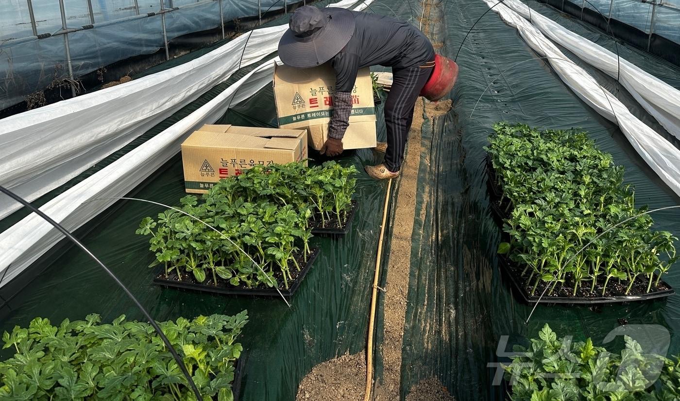 본문 이미지 - 중소형 수박 정식 준비하는 충북 진천 수박재배 농가.(진천군 제공. 재판매 및 DB금지)