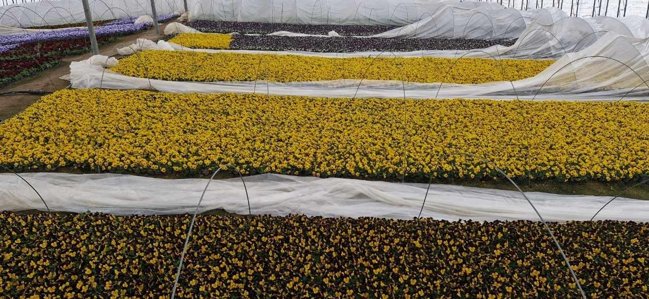 본문 이미지 - 보령시 도심에 심길 봄꽃.(시 제공. 재판매 및 DB금지)/뉴스1