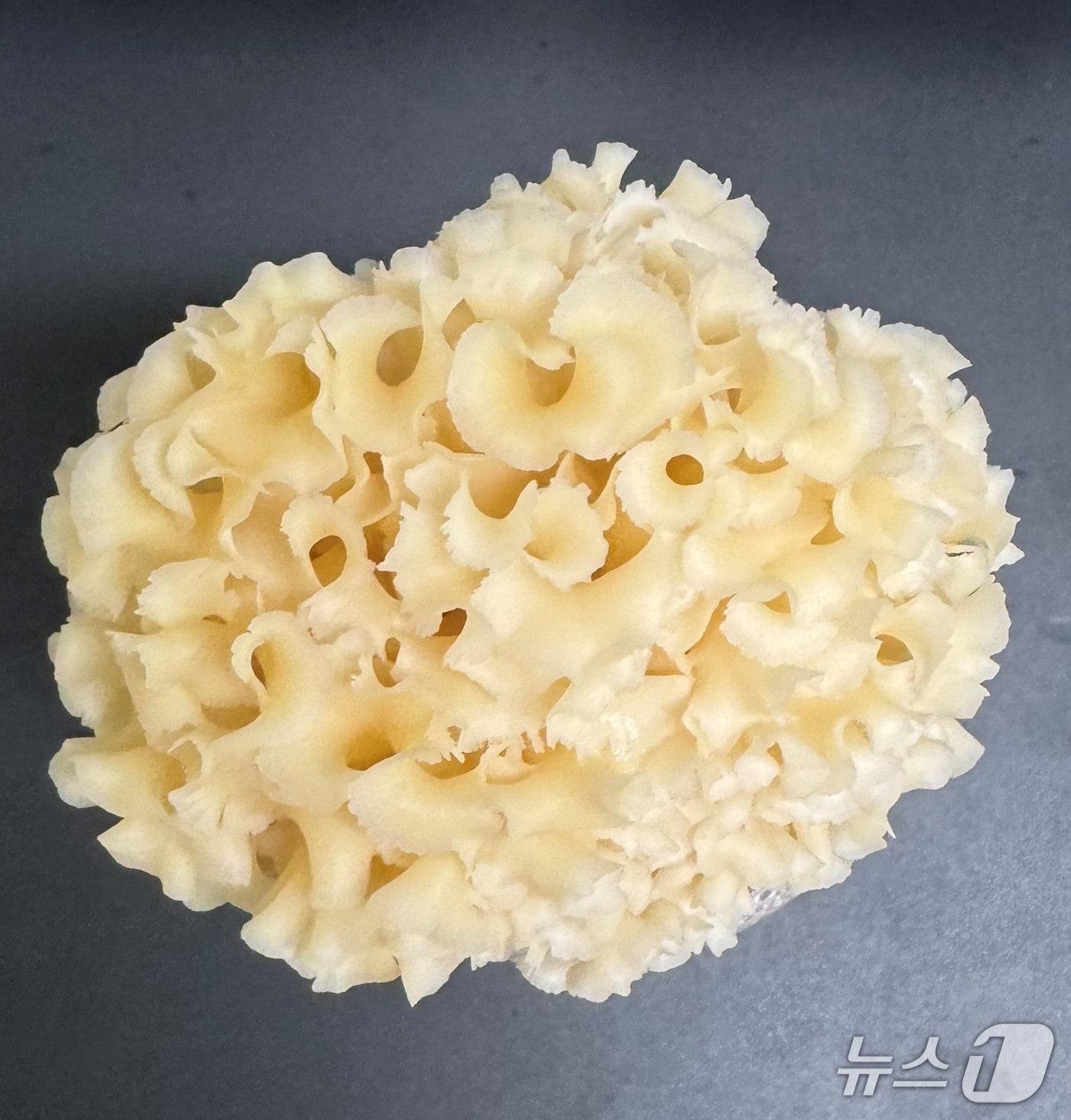 본문 이미지 - 꽃송이버섯(산림청 국립산림과학원 제공.재판매 및 DB금지)/뉴스1