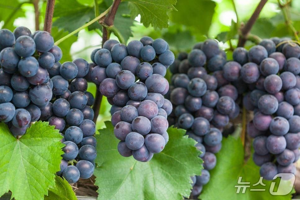 본문 이미지 - 대부포도.(안산시 제공)