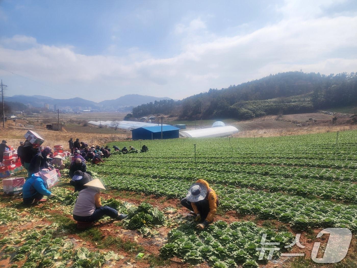 본문 이미지 - 봄동을 재배 중인 전남 진도 지역 농가 모습. (독자 제공) 2026.2.27 ⓒ 뉴스1