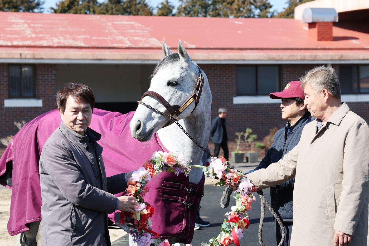본문 이미지 - 제주에 정착한 명마 닉스고 (한국마사회 제공)