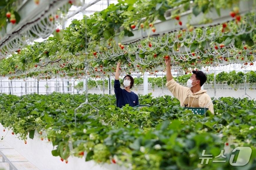 본문 이미지 - 밀양시 삼랑진읍에 조성된 스마트팜 혁신밸리에서 고품질 딸기를 수확하는 모습.(밀양시 제공. 재판매 및 DB금지)