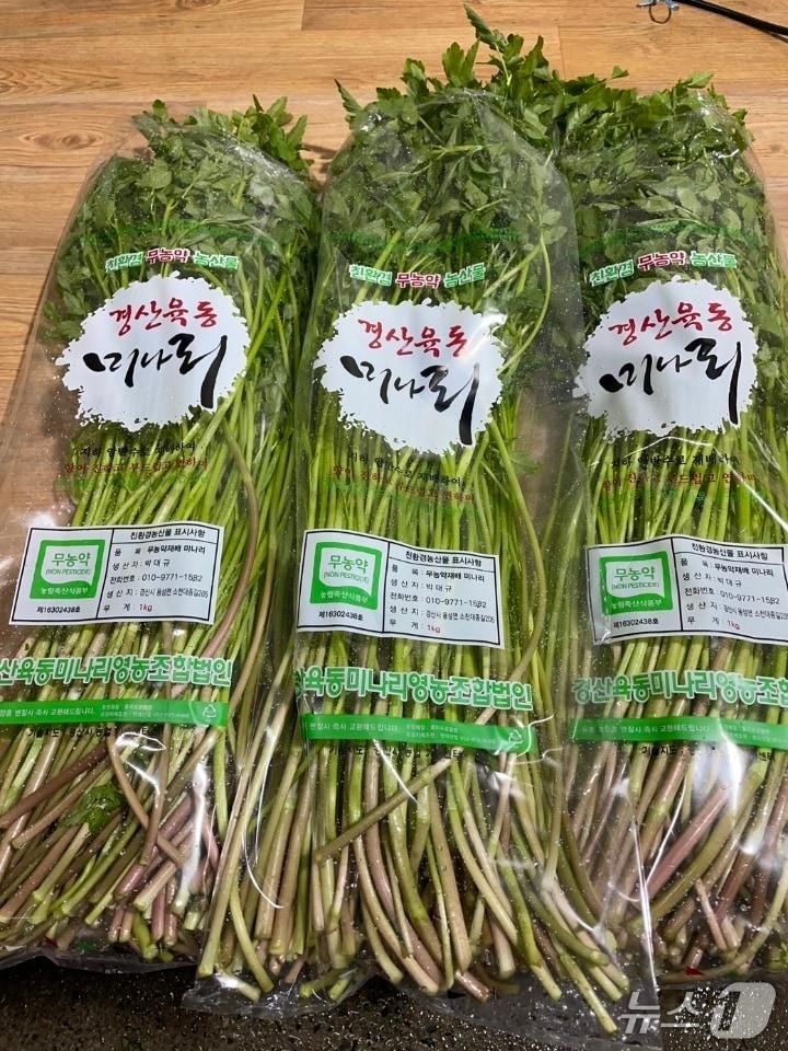 본문 이미지 - 경산 육동 미나리가 27일 출하됐다. (경산시 제공. 재판매 및 DB금지)/뉴스1