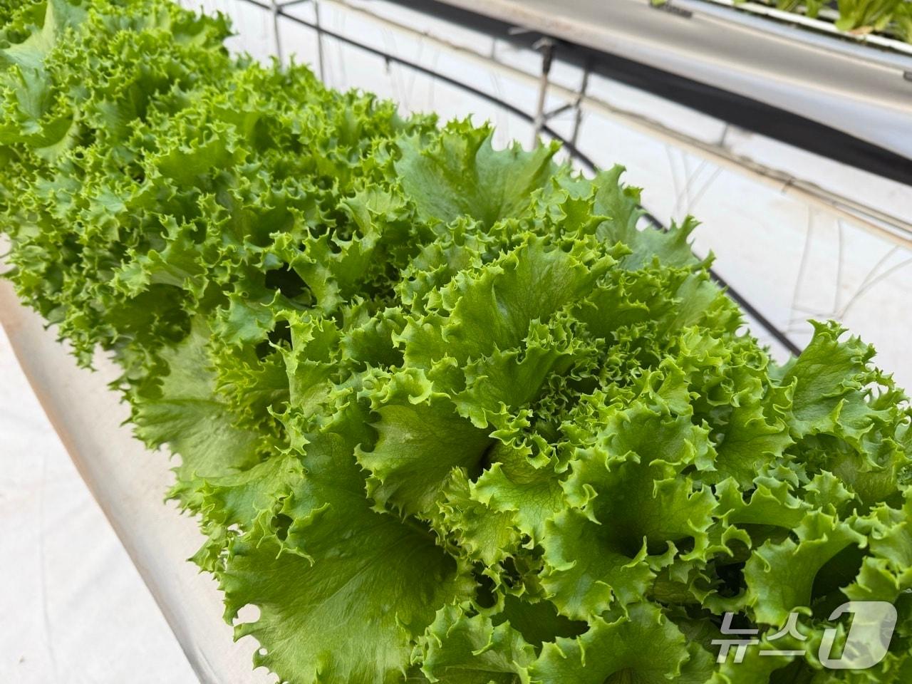 본문 이미지 - 유럽상추(제주도 제공)/뉴스1