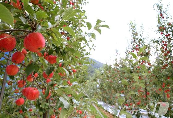 본문 이미지 - 충주사과(자료사진. 재판매 및 DB금지)