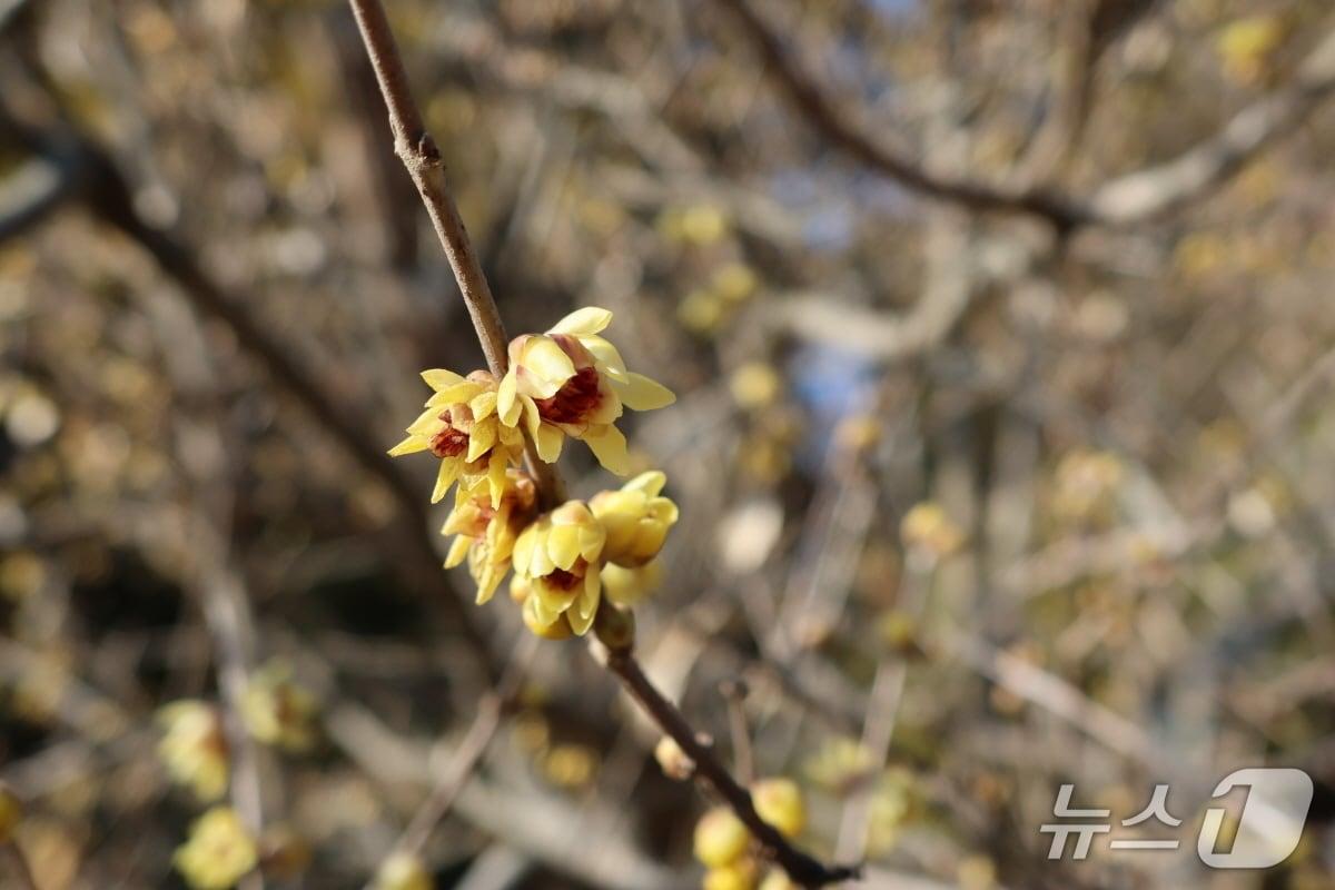 본문 이미지 - 입춘을 하루 앞둔 3일 천리포수목원에 노란 꽃잎의 납매가 개화했다.(찬리포수목원 제공. 재판매 및 DB금지)2026.2.3/뉴스1