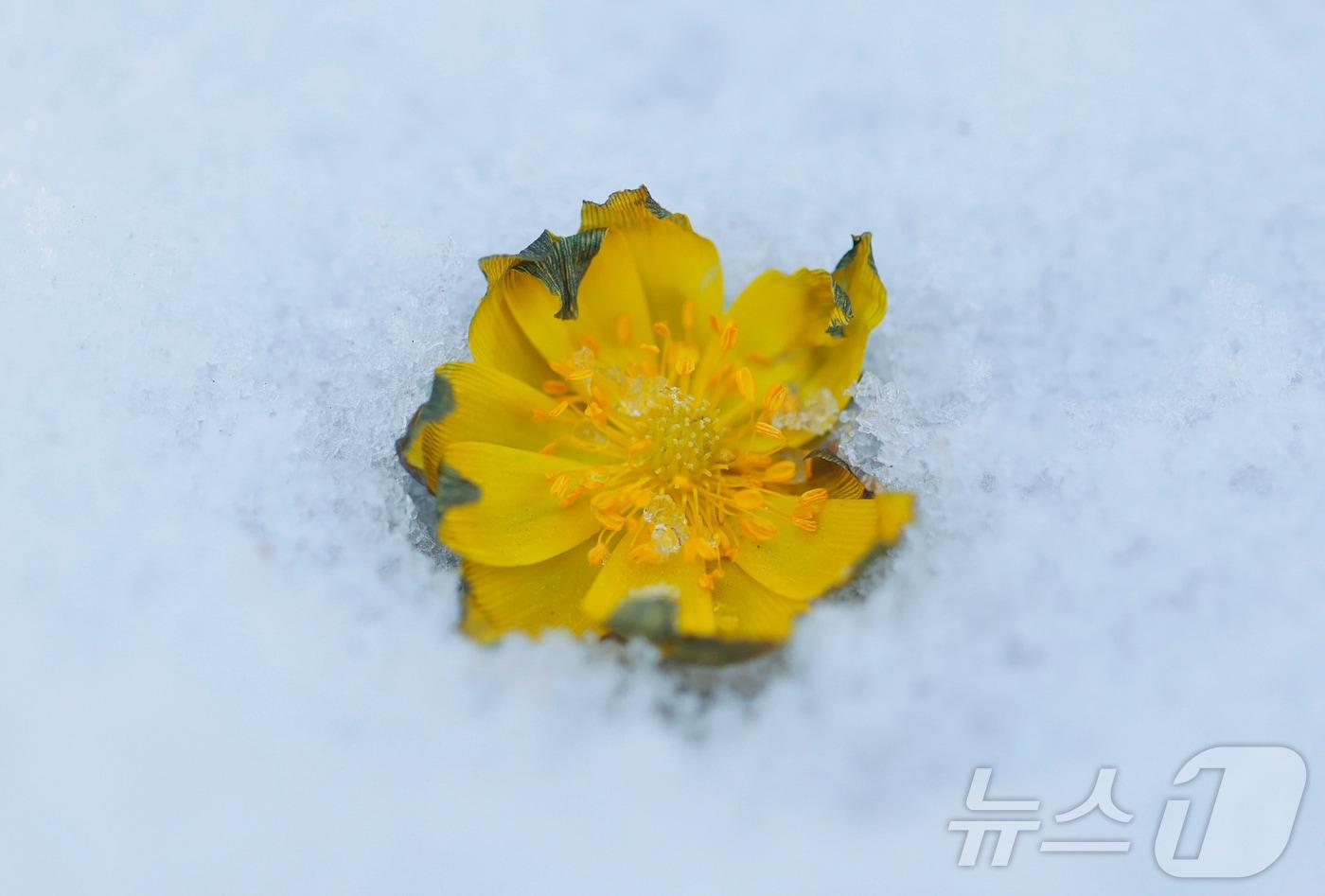본문 이미지 - 절기상 입춘(立春)을 하루 앞둔 3일 경남 함양군 병곡면 대봉산에서 복수초가 눈을 비집고 노란 꽃망울을 터뜨려 봄소식을 전하고 있다. (함양군 제공. 재판매 및 DB 금지) 2026.2.3/뉴스1