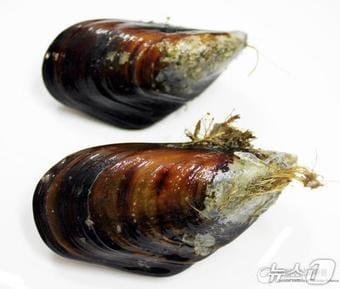 본문 이미지 - 홍합 모습 (수과원 제공. 재판매 및 DB금지)