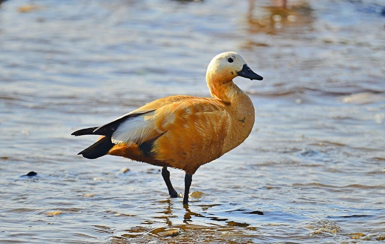 본문 이미지 -  서천 월포 갯벌애서 포착된 암컷 황오리.(서천지속협 제공. 재판매 및 DB금지)/뉴스1