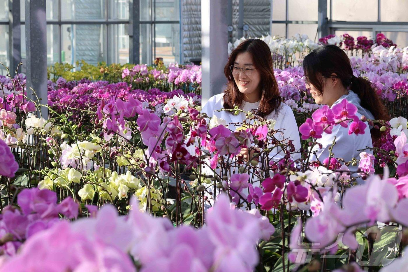 본문 이미지 - 입춘을 하루 앞둔 3일, 전북 완주군 이서면 농촌진흥청 국립원예특작과학원 화훼 온실에서 연구원들이 평가회를 앞두고 팔레놉시스 생육 상태를 점검하고 있다. (농촌진흥청 제공. 재판매 및 DB 금지) 2026.2.3 ⓒ 뉴스1