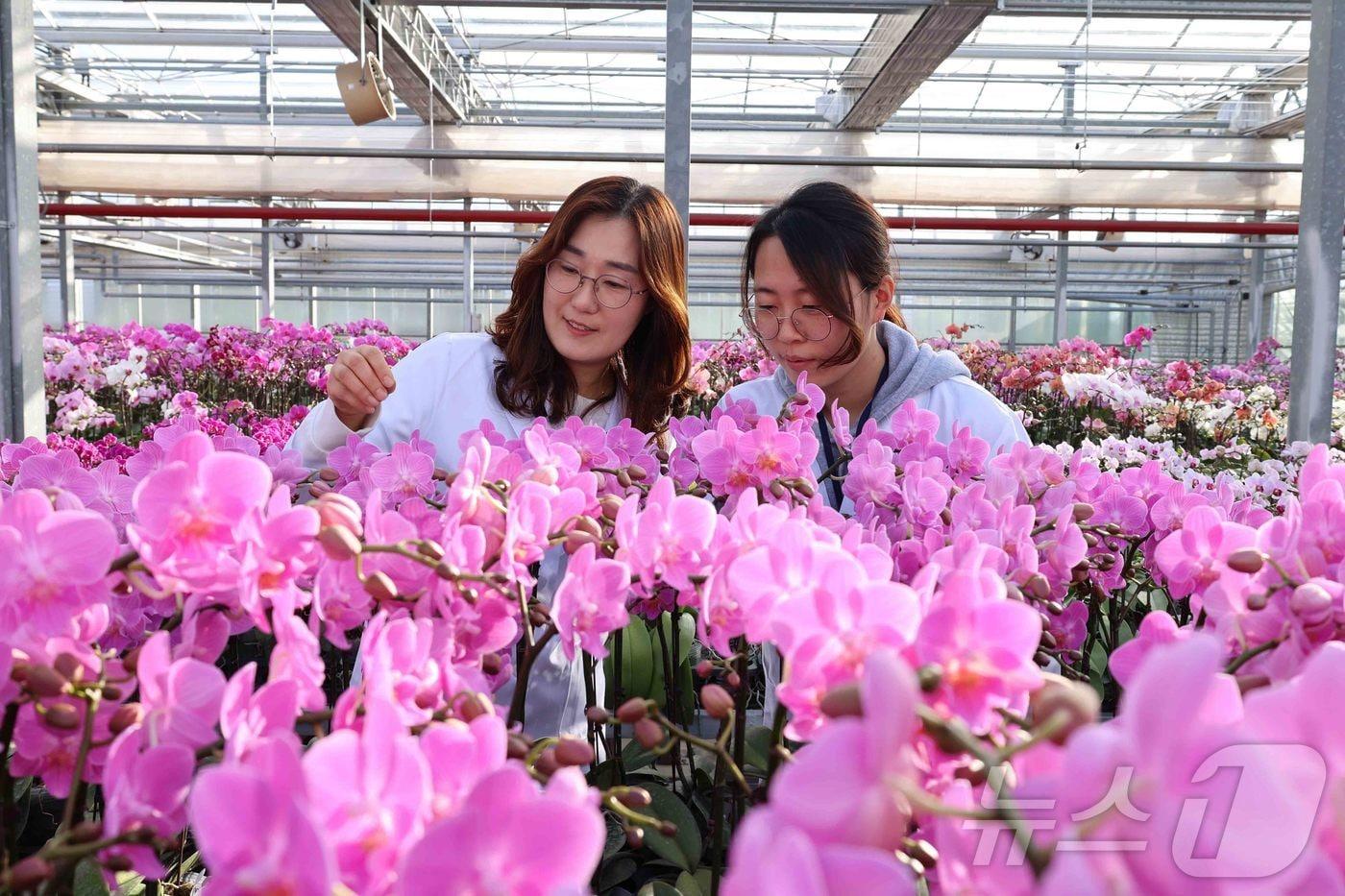 본문 이미지 - 지난 3일, 전북특별자치도 완주군 이서면 농촌진흥청 국립원예특작과학원 화훼 온실에서 연구원들이 평가회를 앞두고 팔레놉시스 생육 상태를 점검하고 있다. (농촌진흥청 제공. 재판매 및 DB 금지) 2026.2.3 ⓒ 뉴스1