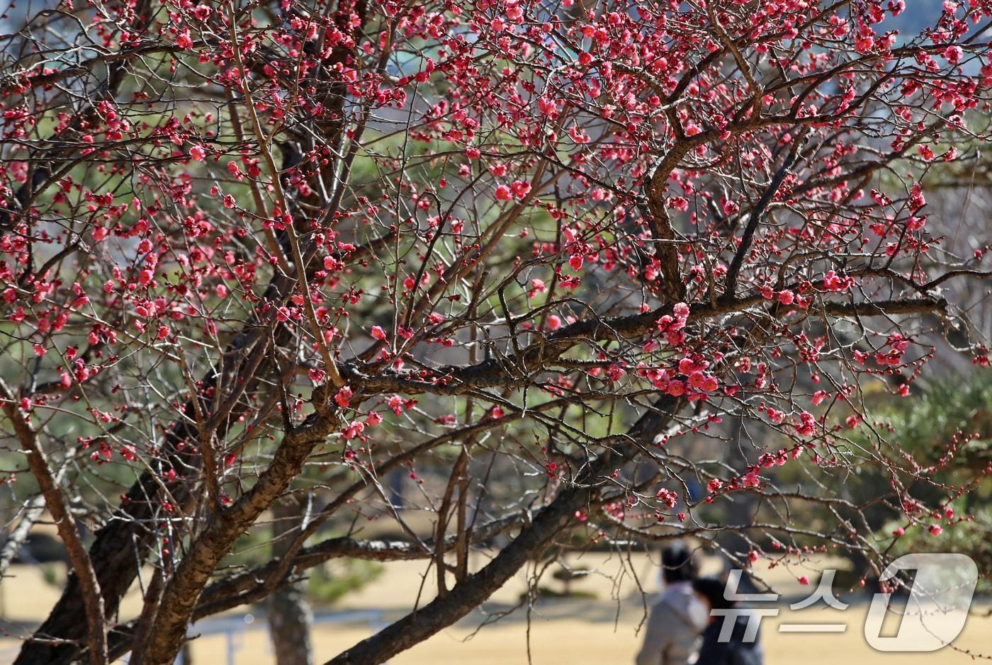 본문 이미지 - 절기상 입춘(立春)을 하루 앞둔 3일 부산 남구 유엔기념공원에서 봄의 전령사 홍매화가 활짝 펴 눈길을 끌고 있다. 2026.2.3/뉴스1 ⓒ News1 윤일지 기자
