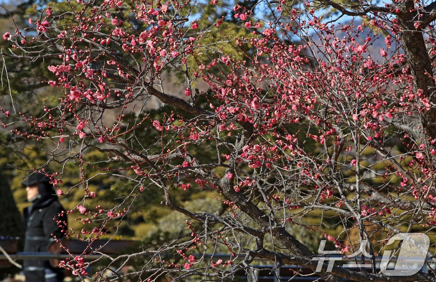 본문 이미지 - 절기상 입춘(立春)을 하루 앞둔 3일 부산 남구 유엔기념공원에서 봄의 전령사 홍매화가 활짝 펴 눈길을 끌고 있다. 2026.2.3/뉴스1 ⓒ News1 윤일지 기자